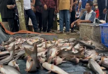 Pembudidaya Ikan di Malinau Naik Tiga Kali Lipat