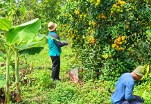 Malinau Masuk Masa Panen Rambutan