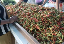 Harga Cabai Rawit Merah di Malinau Naik Signifikan