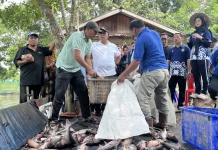 Pasar Stabil dan Menjanjikan, Patin Jadi Primadona Budidaya Ikan di Malinau