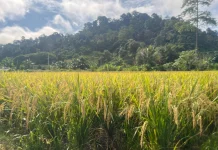 Cegah Alih Fungsi Lahan, Pemda Usul Kawasan Agropolitan Masuk RDTR Perkotaan