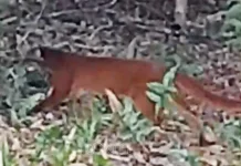 Kucing Merah Kembali Terdokumentasi, TNKM Perkuat Pemantauan Satwa Liar