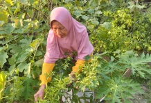 Pekarangan Rumah Jadi Sumber Pangan Keluarga