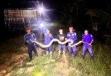 Ular Sawah Sepanjang Lima Meter Masuk Kandang Ayam, Damkar Malinau Turun Tangan