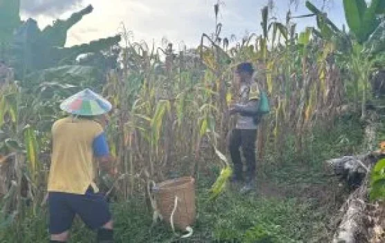 Panen Jagung Mendukung Ketahanan Pangan Nasional