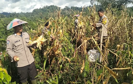 Jagung Petani Binaan Polri di Malinau Berhasil