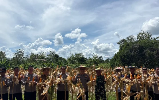 Panen Jagung Serentak di Malinau, Hasil Diproyeksi Tiga Ton