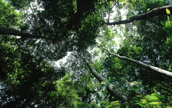 Hutan Adat 64 Ribu Hektare Jadi Benteng Hidup Dayak Abay Sembuak