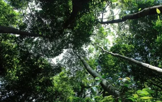 Lunang Telang Ota Ine, Falsafah Pelestarian Hutan Suku Punan