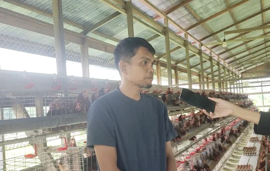 Peternak Ayam Petelur Malinau Keluhkan Sulitnya Pemasaran Telur Lokal