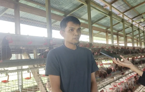 Meniti Usaha, Heru Kembangkan Peternakan dari 300 Ekor Ayam Petelur
