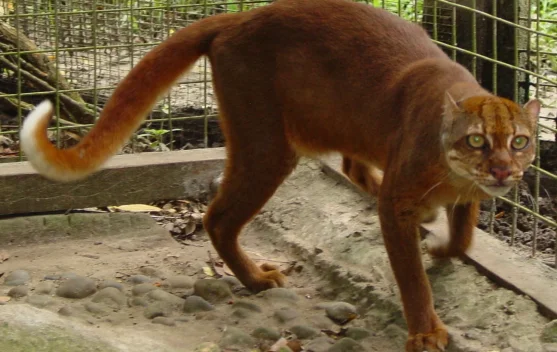 Maskot Porprov II Kaltara, Sikuma, Terinspirasi dari Kucing Merah Kalimantan