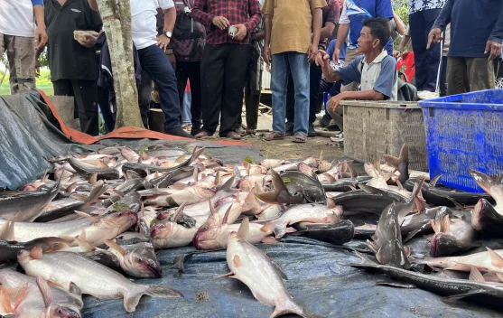 Panen Perdana Musim Tebar III, Harga Ikan Malinau Stabil