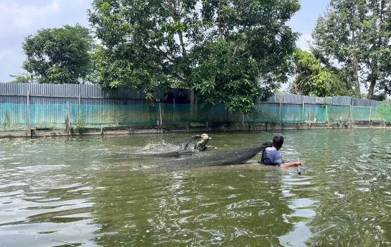 Dinas Perikanan Ungkap Tantangan Budidaya Perikanan di Malinau