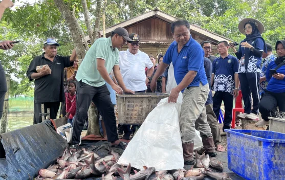 Semester I, Produksi Perikanan Darat Malinau Capai 140,14 Ton