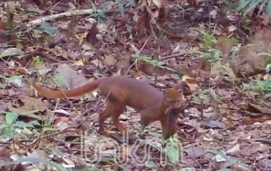 Kucing Merah Sikuma Muncul Berulang di TNKM