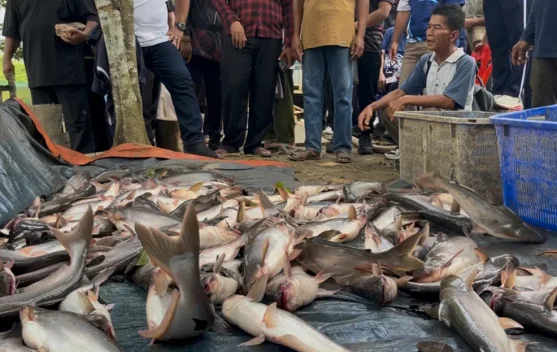Pembudidaya Ikan di Malinau Naik Tiga Kali Lipat