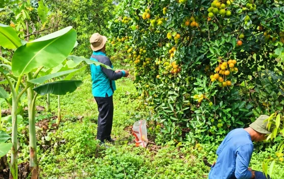 Malinau Masuk Masa Panen Rambutan