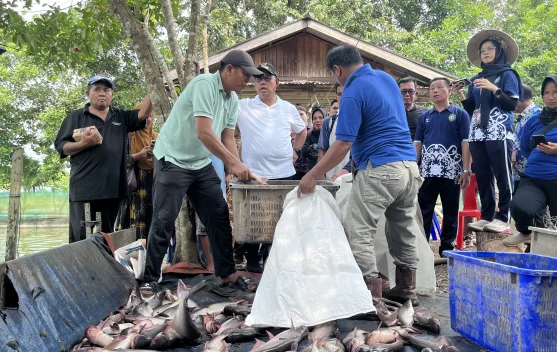 Pasar Stabil dan Menjanjikan, Patin Jadi Primadona Budidaya Ikan di Malinau
