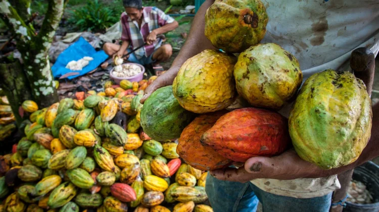 Kabupaten Mamuju Dapat Bantuan 23 Juta Bibit Kakao
