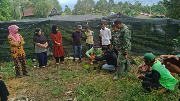 TMMD ke-127 Polman Bekali Warga Bulo Teknik Sambung Pucuk Bibit Kakao