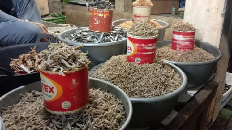 Kemunculan Ikan Penja di Tinambung Kian Berkurang