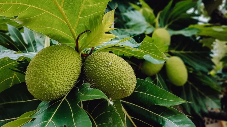 Manfaat Buah Sukun untuk Kesehatan