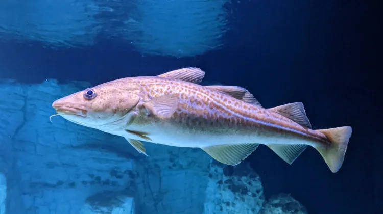 Manfaat Kesehatan Konsumsi Ikan Kod dan Minyak Hatinya