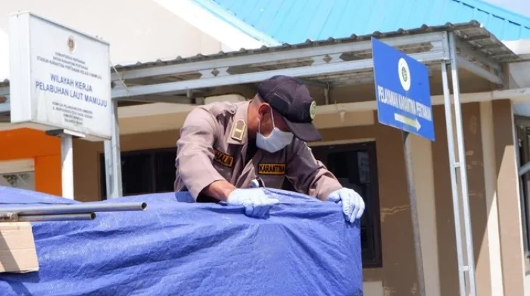 Balai Karantina Perketat Pemeriksaan Komoditas Penumpang Kapal di Mamuju