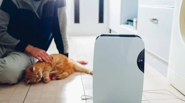 Air Purifier vs Dehumidifier, Mana yang Dibutuhkan di Rumah?