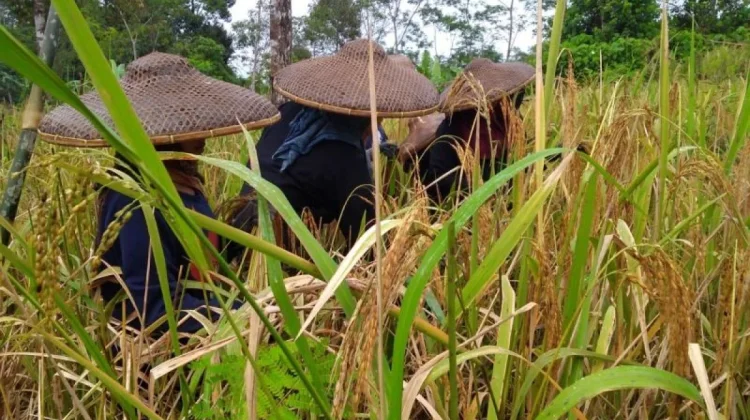 Desa Tandeallo Tunjukkan Swasembada Pangan di Pegunungan Sulbar