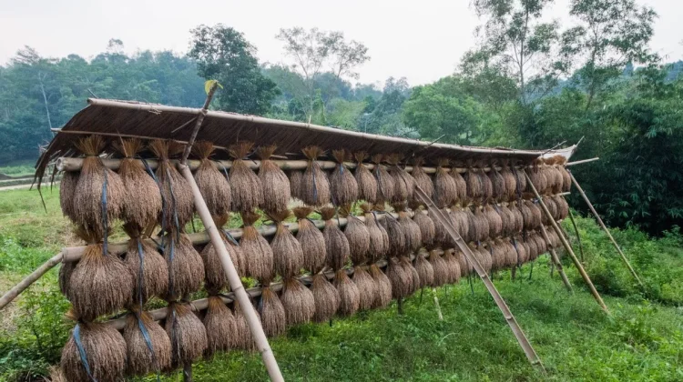 Desa di Pegunungan Sulbar Jadi Contoh Nyata Mandiri Pangan