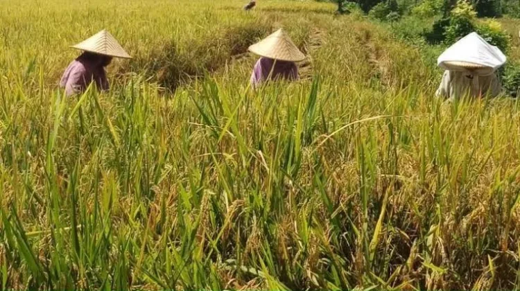 Pertanian tanpa Pestisida di Desa Pegunungan Sulbar Terbukti Efektif