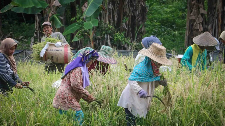 Gotong Royong dan Lumbung Pangan Jaga Desa Tandeallo dari Paceklik