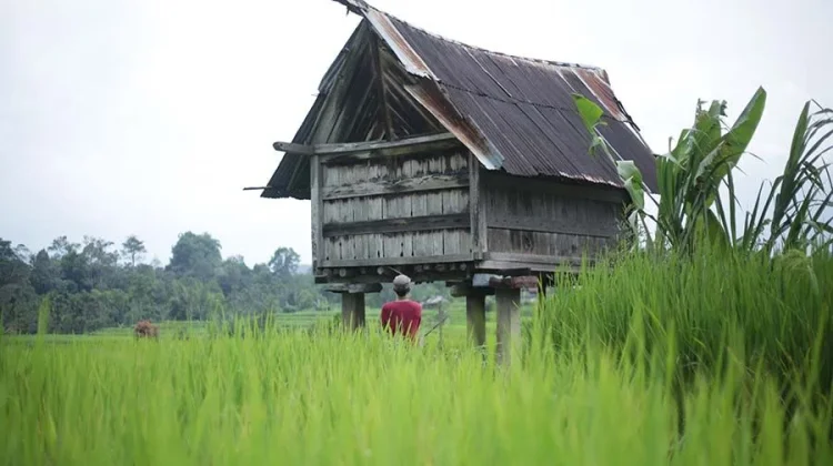 Tokok Adat di Tandeallo Maneje Jaga Ilmu Benih dan Tanah