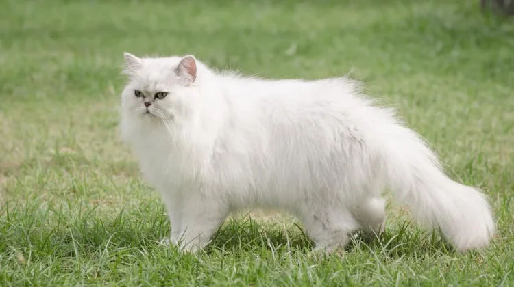 Tips Memelihara Kucing Persia