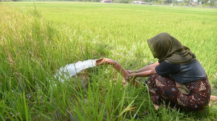 BMKG: ENSO Netral, Waspada La Niña Lemah Akhir 2026