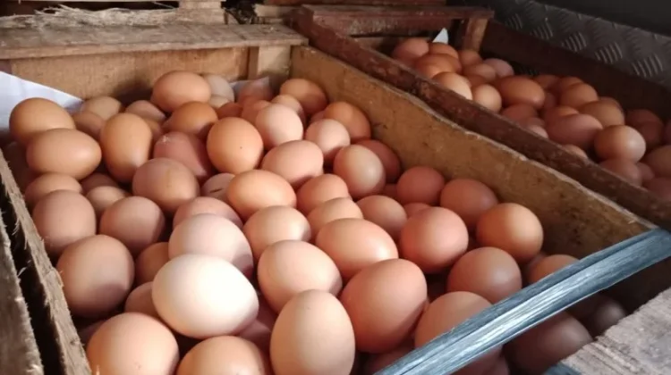 Harga Telur Sulbar Tak Kunjung Turun meski Lebaran usai