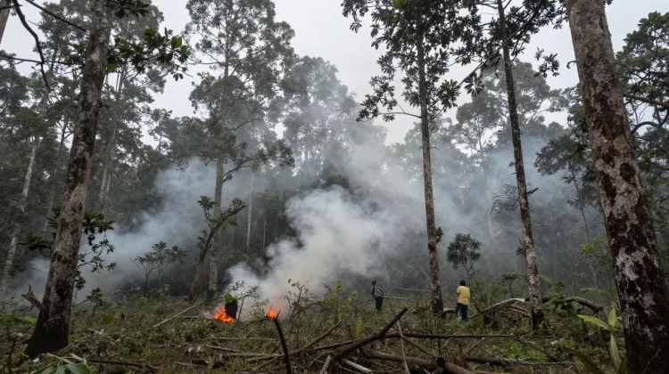 BPBD Sulbar Imbau Masyarakat Hindari Pembakaran Lahan saat Musim Kemarau