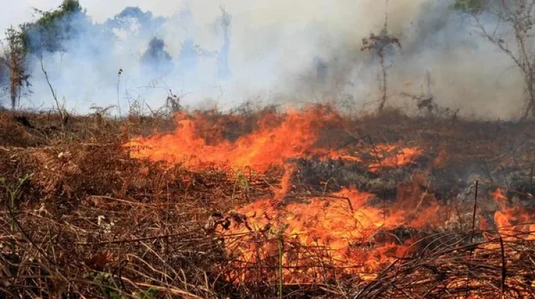 Bakar Lahan Bisa Dipenjara, Warga Sulbar Wajib Tahu Aturan Ini