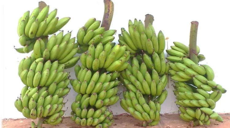 Produksi Pisang Masih Dominasi Komoditas Buah di Sulbar