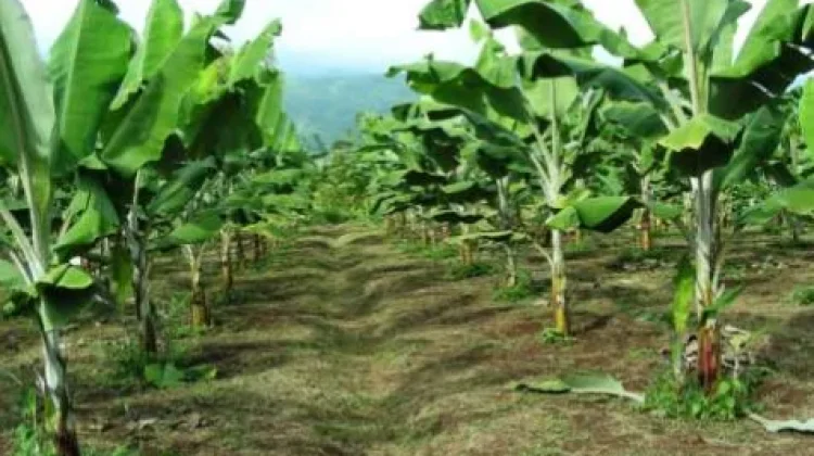 Pisang Kepok Sulbar jadi Unggulan di antara Jenis Pisang Lain