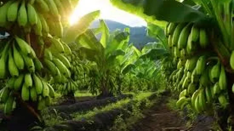 DTPHP Sulbar Dorong Hilirisasi Olahan Pisang