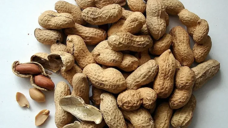 Kacang Tanah: Manfaat Penting bagi Kesehatan Tubuh