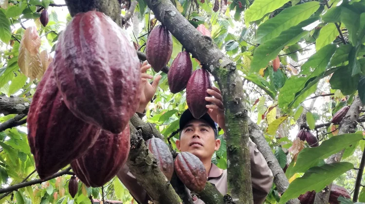 Beasiswa Anak Petani, Dinas Perkebunan Sulbar Dorong Kuota untuk Sulbar