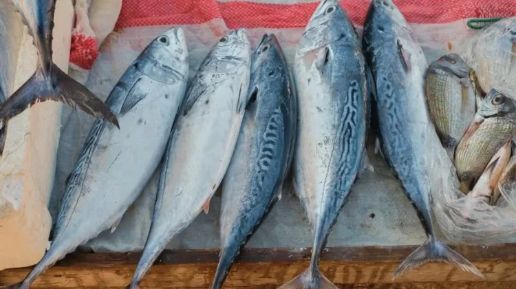 Tips Memilih Ikan Segar di Pasar Tradisional