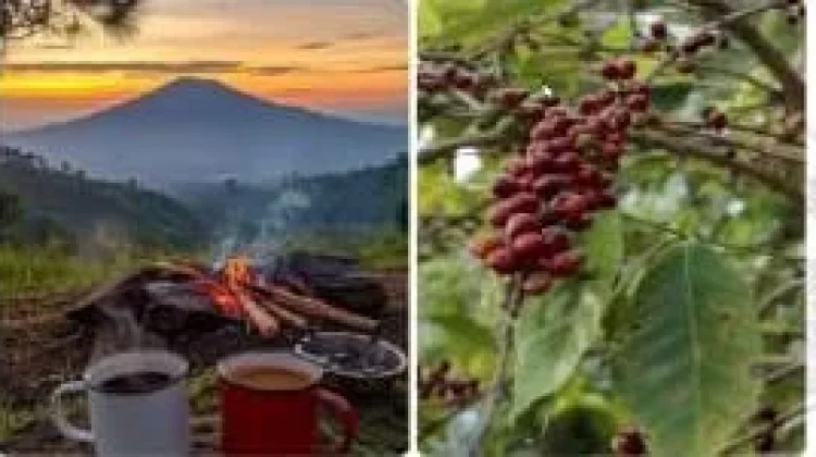 Kemenkum Sulbar Berkontribusi Tingkatkan Daya Saing Produk Indikasi Geografis