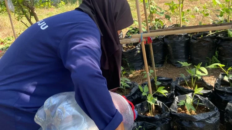 Warga Binaan LPP Mamuju Sulap Lahan Lapas Jadi Kebun Hortikultura Produktif