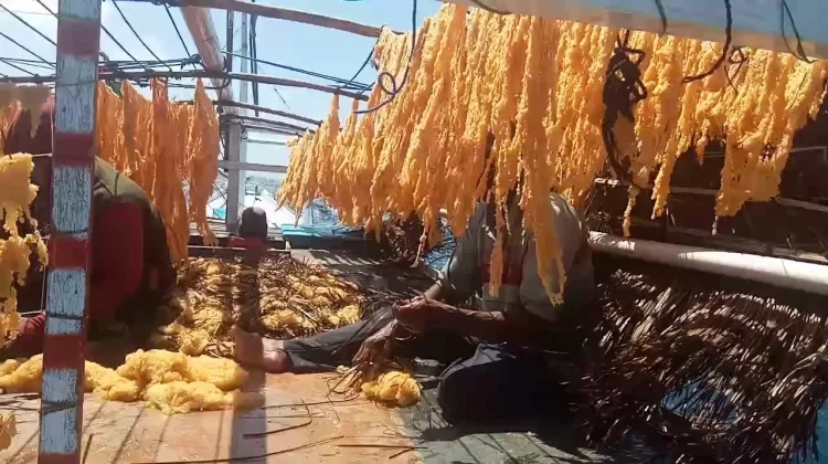 Jepang Tidak Menerima Ikan saat Musim Bertelur, Bantu Jaga Stok Ikan Terbang Sulbar