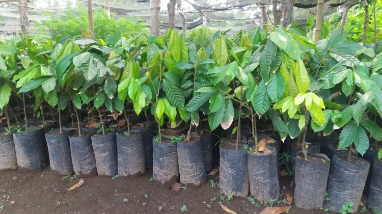 Bibit Cokelat Segera Dikirim untuk Transmigran Taramanu Tua